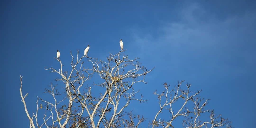 découvrez le voyage durable : une manière responsable d'explorer le monde tout en préservant l'environnement. adoptez des pratiques écoresponsables, choisissez des hébergements éthiques et participez à des activités qui soutiennent les communautés locales.