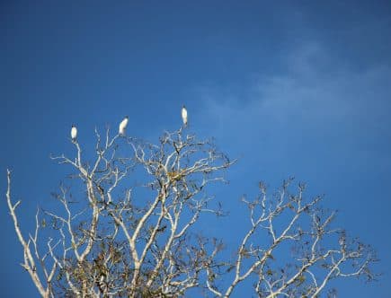 découvrez le voyage durable : une manière responsable d'explorer le monde tout en préservant l'environnement. adoptez des pratiques écoresponsables, choisissez des hébergements éthiques et participez à des activités qui soutiennent les communautés locales.